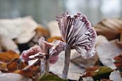 tweekleurige fopzwam (laccaria bicolor) 11-2010 2155